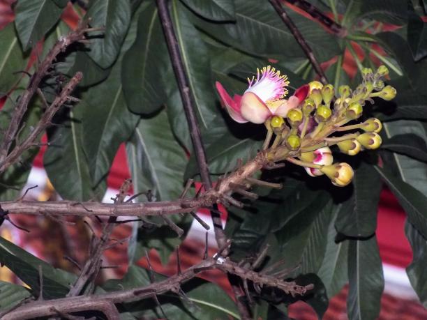 一张以树叶为背景的树上花的照片。图片下载