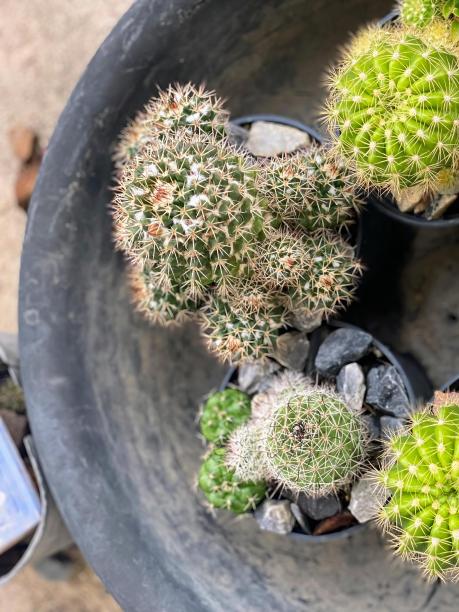 一株盆栽仙人掌的照片，上面有几只绿色的小仙人掌。图片下载