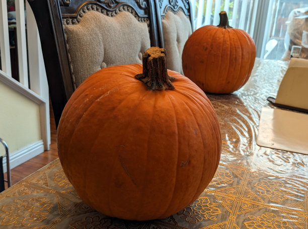 南瓜展图片下载