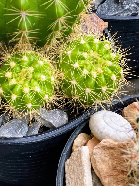 仙人掌植物与许多小岩石的照片。图片下载