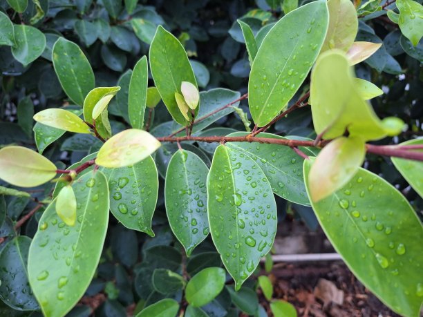 模糊的树木和树叶的照片，上面有水滴图片下载