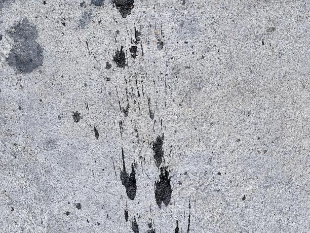 猫爪印的黑白照片。图片下载