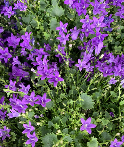 风铃草属植物的花。图片下载