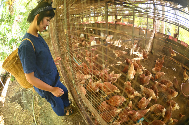 一个漂亮的亚洲女人提着竹篮，在农场的鸡笼里喂着吃有机生物食品的鸡。图片下载