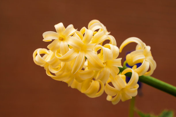 黄风信子(Hyacinthus orientalis)盛开在花园里，传统的复活节花，复活节春天的背景图片下载