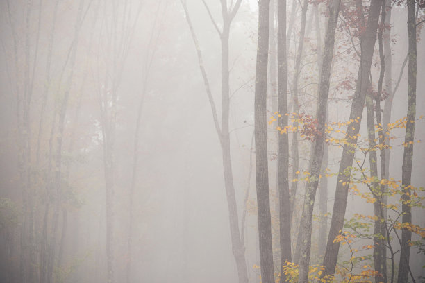 大雾中的秋季森林的简约景观。艺术照片。隐隐约约有雾，枝头有秋叶图片下载