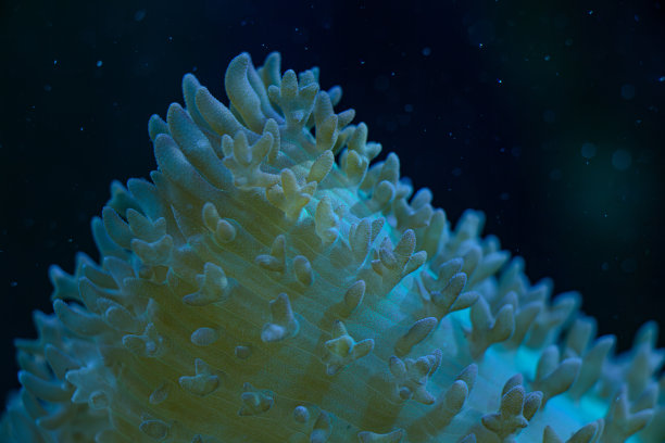 海软珊瑚罗丹花微距照片，选择性对焦图片下载