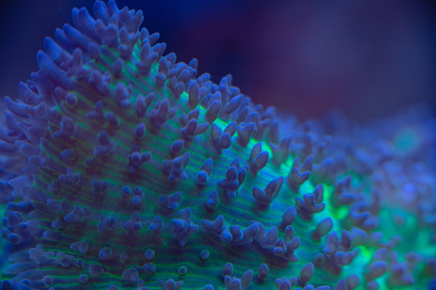 海软珊瑚罗丹花微距照片，选择性对焦图片下载