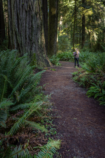 加利福尼亚州杰迪代亚·史密斯红杉州立公园图片下载