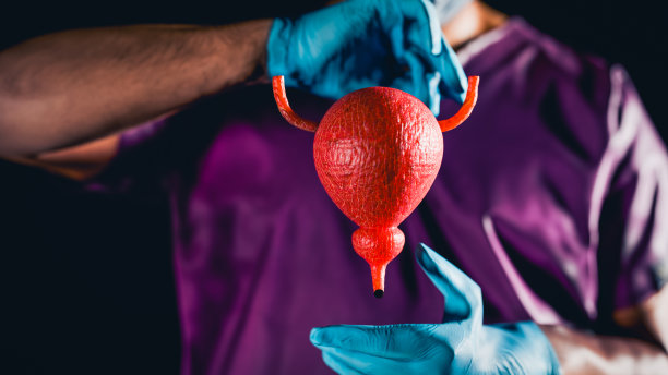 基于关键线粒体基因的新型膀胱癌诊断模型医生手持虚拟膀胱。人体器官，模糊照片，原始色彩。保健医院服务理念图片下载