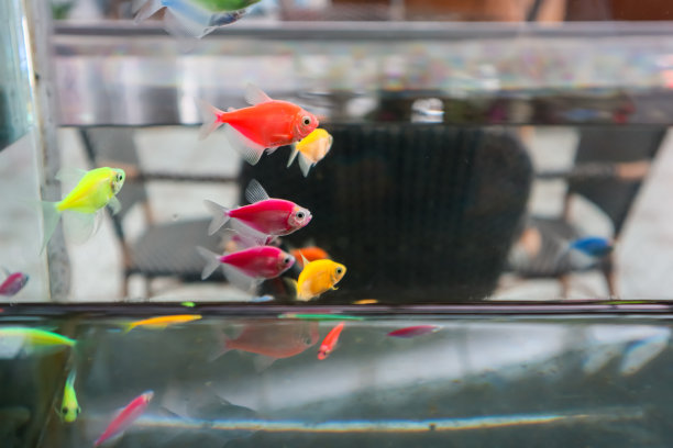 金光鱼(Gymnocorymbus ternetzi)图片下载