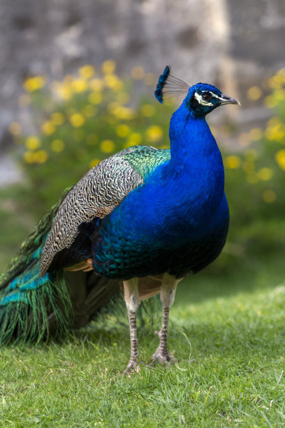 里斯本夏日的孔雀图片下载