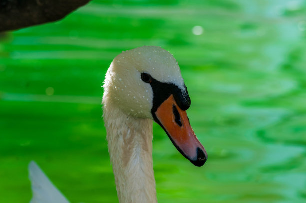 池塘里的天鹅照片图片下载