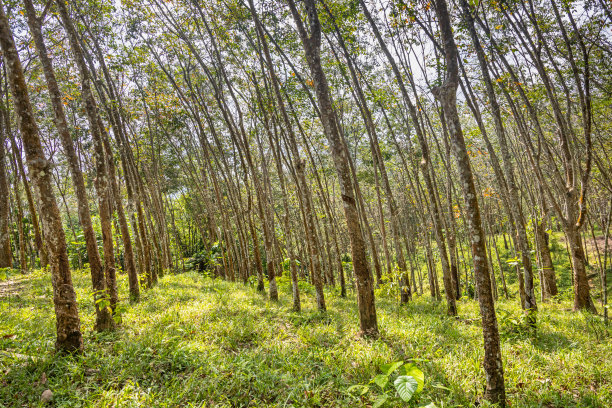 橡胶树种植园，巴西橡胶树图片下载