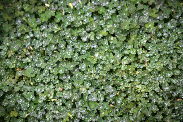 白斑草(Oxalis albicans)的叶子和雨滴:(图片来源:Sanjiv Shukla)图片下载