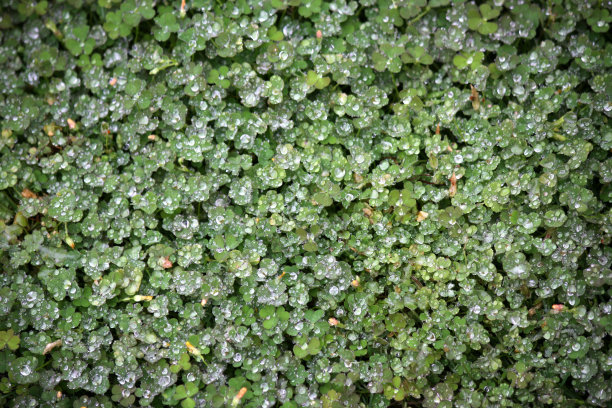 白斑草(Oxalis albicans)的叶子和雨滴:(图片来源:Sanjiv Shukla)图片下载