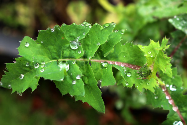 红籽蒲公英(Taraxacum erythrospermum)叶子上的水滴(图片来源:Sanjiv Shukla)图片下载