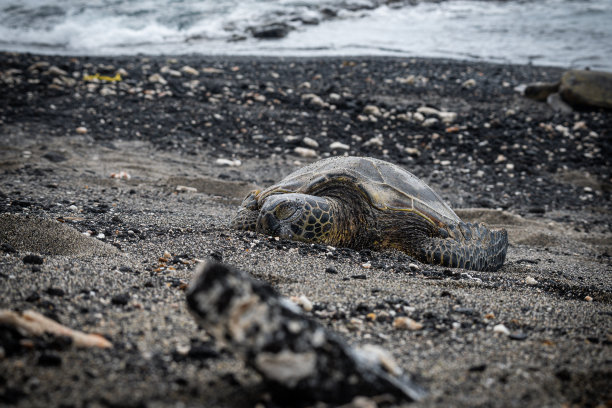 夏威夷的大绿海龟躺在夏威夷岛黑色的火山沙滩上，爬行动物照片，海龟照片作为背景和装饰，国家地理图像图片下载