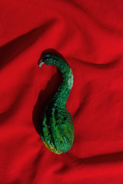 红色织物上的一个绿色迷你南瓜，鲜艳的小葫芦在鲜艳的红色背景上，秋天的静物照片，秋天的美学最小的平面，色彩鲜艳的食物，俯视图图片下载