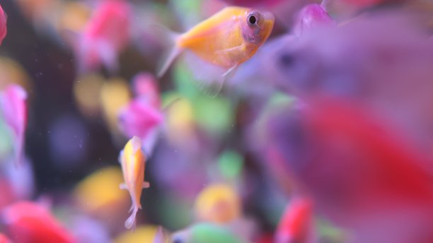 水族壁纸风格彩色和黑色利乐鱼美丽的色彩渐变照片图片下载