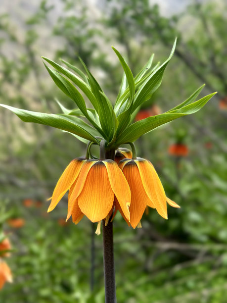 皇冠皇家百合(颠倒郁金香)反向或倒置郁金香股票照片图片下载