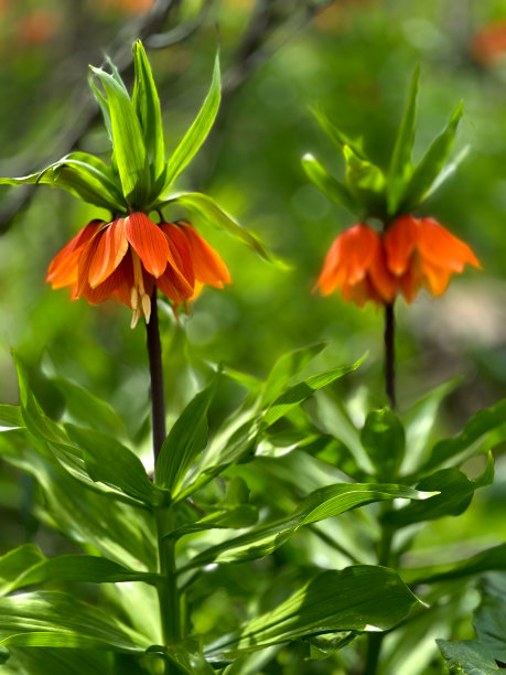 皇冠皇家百合(颠倒郁金香)反向或倒置郁金香股票照片图片下载