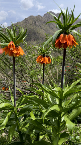 皇冠皇家百合(颠倒郁金香)反向或倒置郁金香股票照片图片下载
