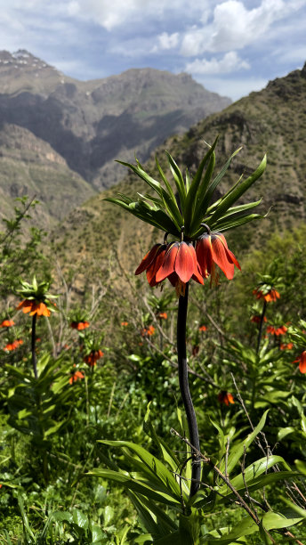 皇冠皇家百合(颠倒郁金香)反向或倒置郁金香股票照片图片下载