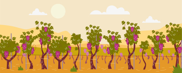 阳光下葡萄藤行矢量插图图片下载