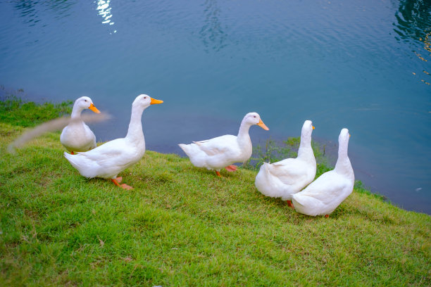 一只白鸭子在池塘边的草地上走。图片下载