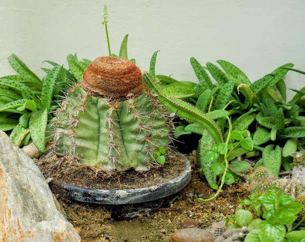 花园里盆栽仙人掌的照片。图片下载