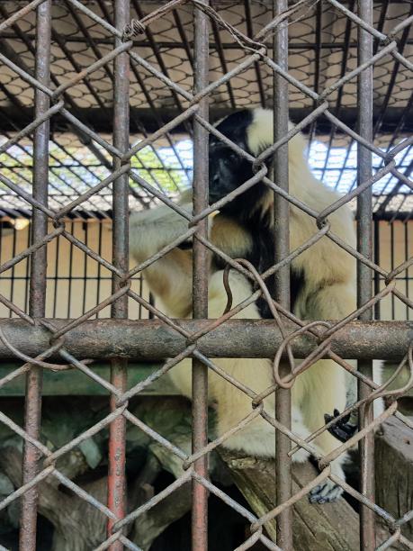 一只猴子坐在笼子里的树枝上的照片。图片下载