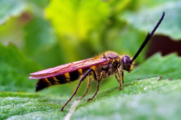 树叶上的黄蜂蝴蝶图片下载