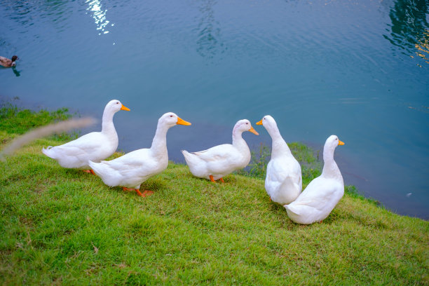 一只白鸭子在池塘边的草地上走。图片下载