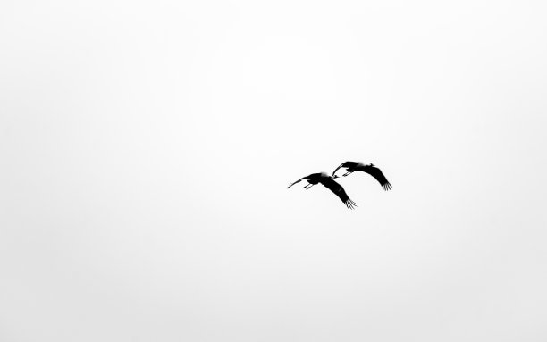 候鸟在天空中飞翔。冬天拍摄的黑白照片。图片下载