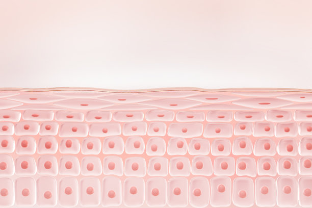 松弛的皮肤层和皮肤细胞。图片下载