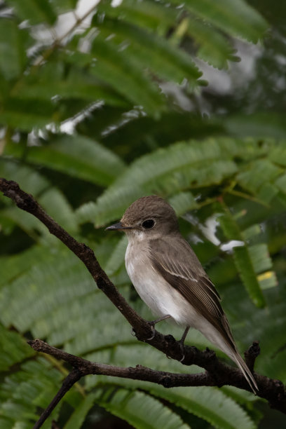 亚洲美丽的鸟，它是一种在泰国发现的鸟。图片下载