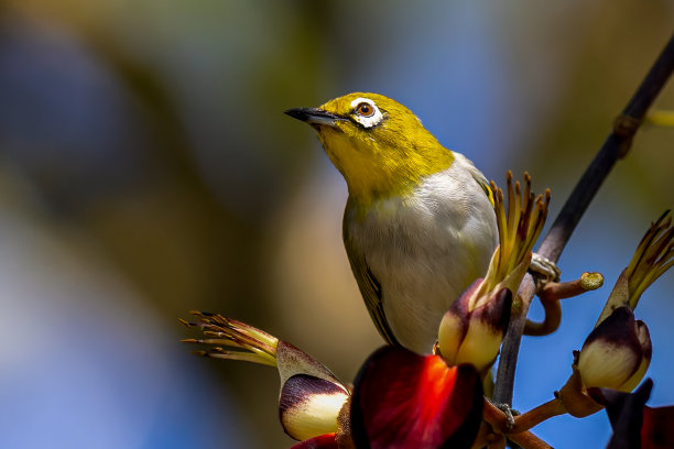 亚洲美丽的鸟，它是一种在泰国发现的鸟。图片下载