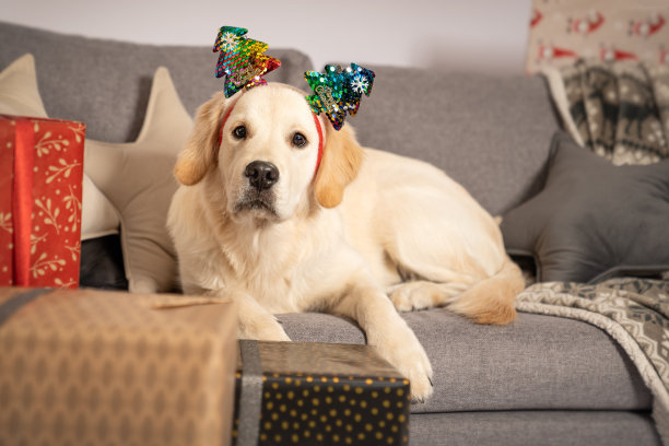 一只正在享受圣诞照片的金毛小狗图片下载