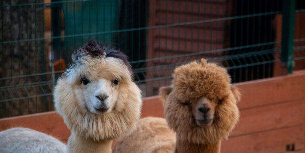 可爱的羊驼图片下载