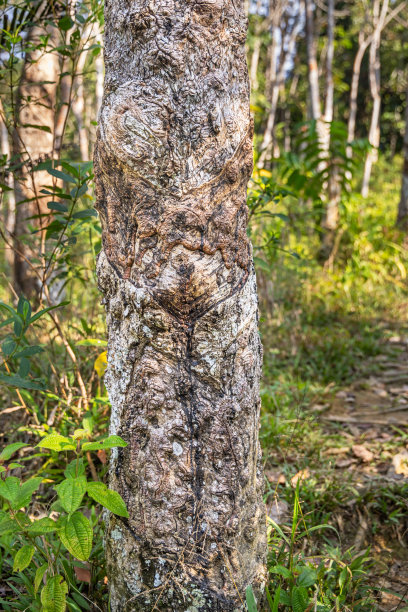 橡胶树，巴西橡胶树用带标记的橡胶乳提取而成图片下载