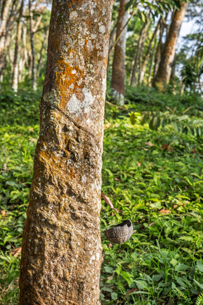 橡胶树，巴西橡胶树用带标记的橡胶乳提取而成图片下载