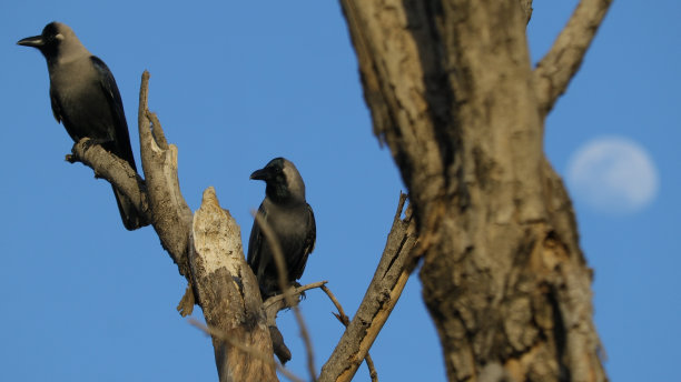 亚洲鸟类图片下载
