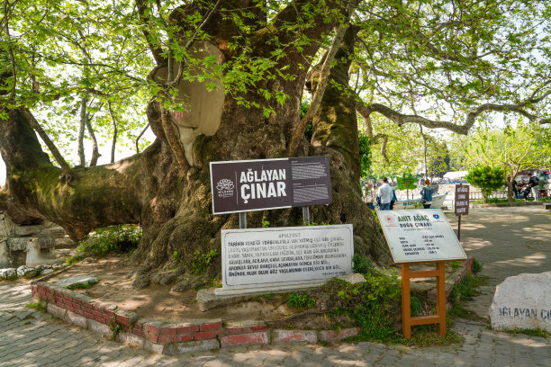 哭泣的梧桐树(Aglayan Cinar)。村子里的一棵大树。图片下载