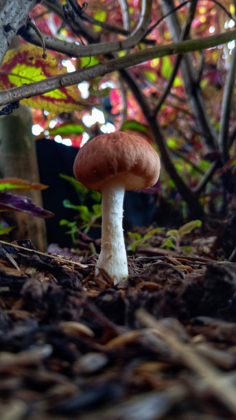 蘑菇图片下载