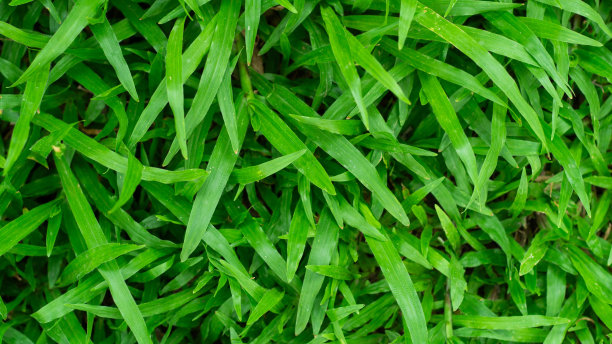 草地背景，绿草，绿背景，绿草纹理图片下载