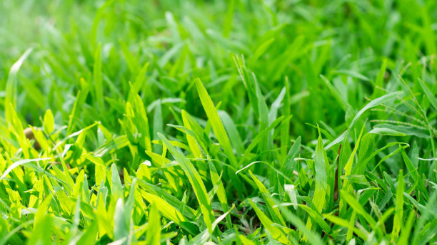 草地背景，绿草，绿背景，绿草纹理图片下载