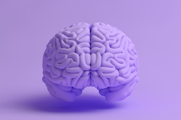 3 d的大脑图片下载