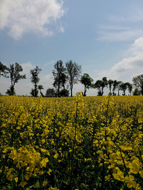 一幅油菜田的垂直照片，地平线被一排树隔开。美丽的天空和美丽的风景油菜田与稀疏的树木。图片下载