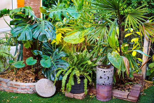 一组观赏植物的特写照片，为了创造一个美丽的家庭花园和创造新鲜的空气。图片下载